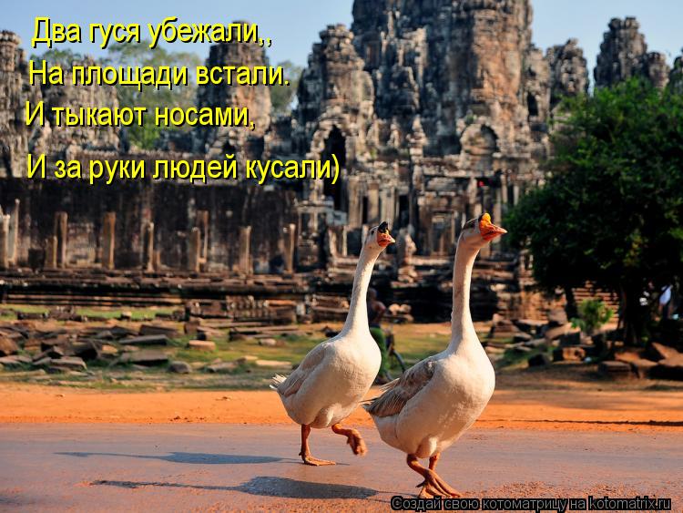 Котоматрица: Два гуся убежали,, На площади встали. И тыкают носами, И за руки людей кусали)