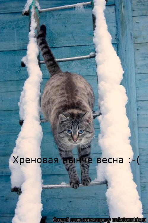 Котоматрица: Хреновая нынче весна :-(