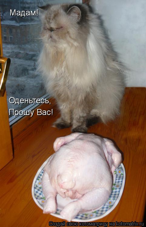 Котоматрица: Мадам! Оденьтесь, Прошу Вас!