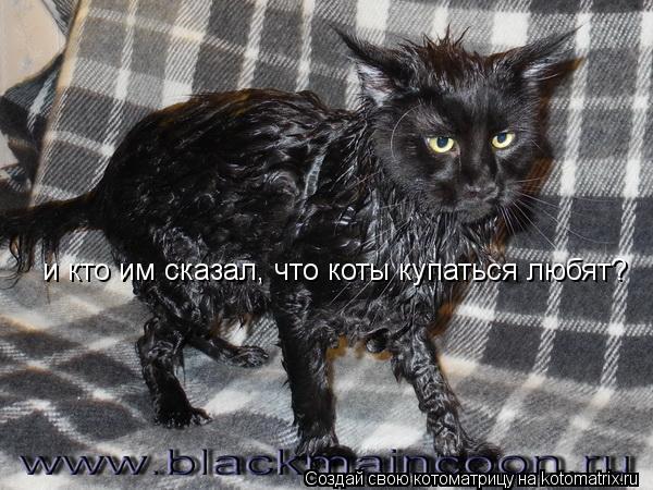Котоматрица: и кто им сказал, что коты купаться любят?