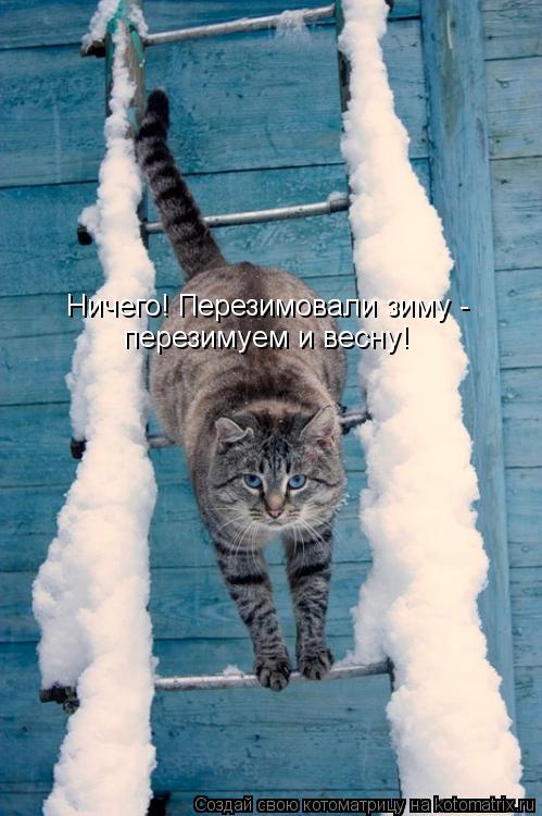 Котоматрица: Ничего! Перезимовали зиму -  перезимуем и весну!