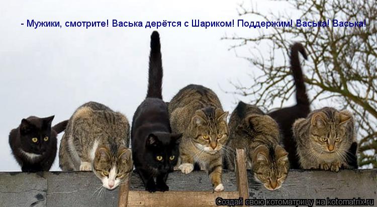 Котоматрица: - Мужики, смотрите! Васька дерётся с Шариком! Поддержим! Васька! Васька!