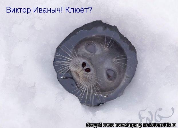 Котоматрица: Виктор Иваныч! Клюёт?
