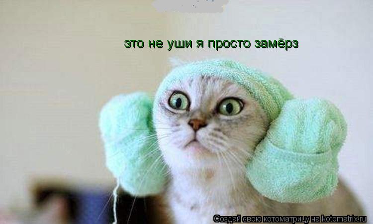 Котоматрица: это не уши я просто замёрз