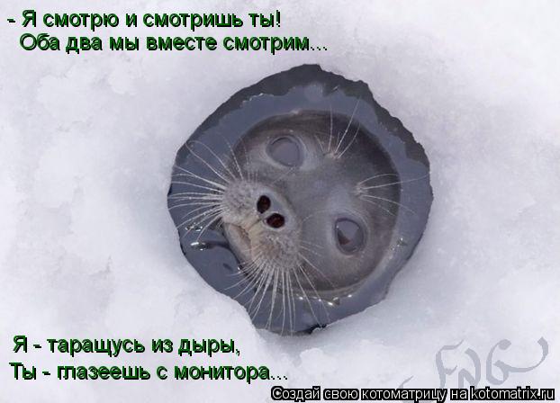 Котоматрица: - Я смотрю и смотришь ты! Оба два мы вместе смотрим... Я - таращусь из дыры, Ты - глазеешь с монитора...