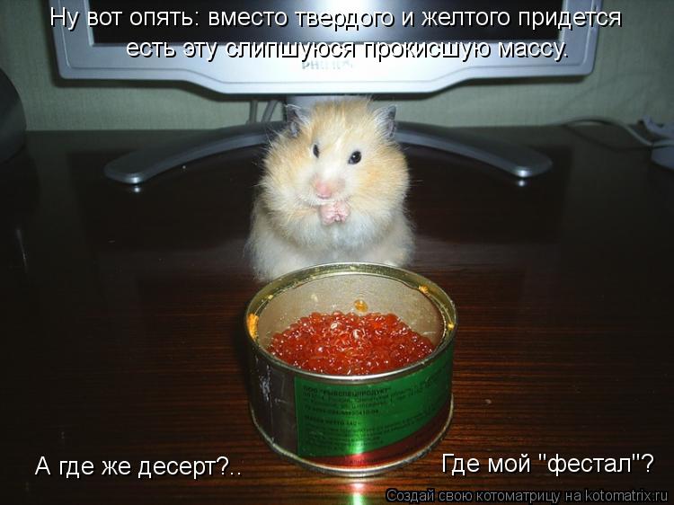 Котоматрица: Ну вот опять: вместо твердого и желтого придется  есть эту слипшуюся прокисшую массу. А где же десерт?.. Где мой "фестал"?