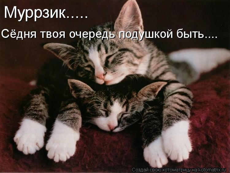 Котоматрица: Муррзик..... Сёдня твоя очередь подушкой быть....