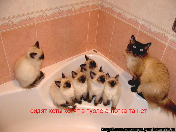 Котоматрица: сидят коты хотят в туоле а лотка та нет