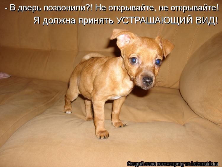 - В дверь позвонили?! Не открывайте, не открывайте! Я должна принять УСТРАШАЮЩИЙ ВИД!... Котоматрица: - В дверь позвонили?! Не открывайте, не открывайте! Я должна принять УСТРАШАЮЩИЙ ВИД!