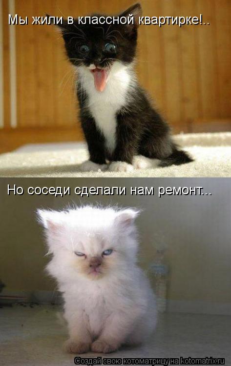 Котоматрица: Мы жили в классной квартирке!.. Но соседи сделали нам ремонт...