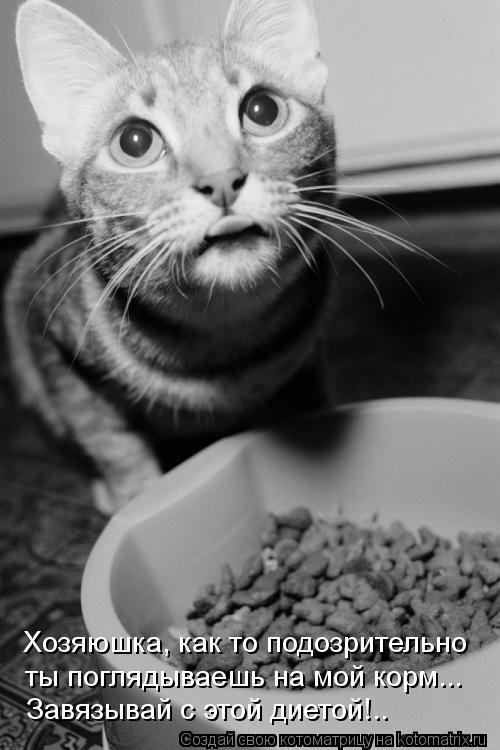 Котоматрица: ты поглядываешь на мой корм... Хозяюшка, как то подозрительно Завязывай с этой диетой!..