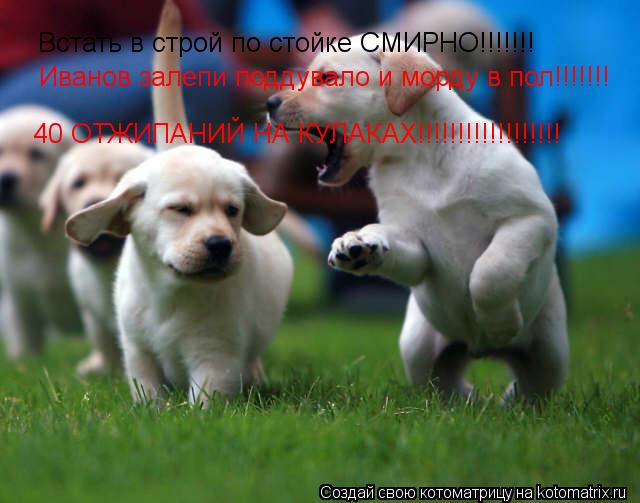 Котоматрица: Встать в строй по стойке СМИРНО!!!!!!! Иванов залепи поддувало и морду в пол!!!!!!! 40 ОТЖИПАНИЙ НА КУЛАКАХ!!!!!!!!!!!!!!!!!!