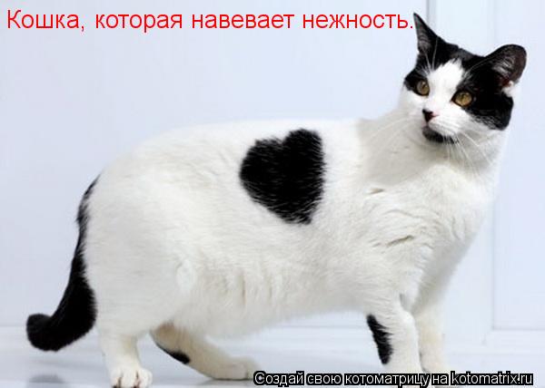 Котоматрица: Кошка, которая навевает нежность.