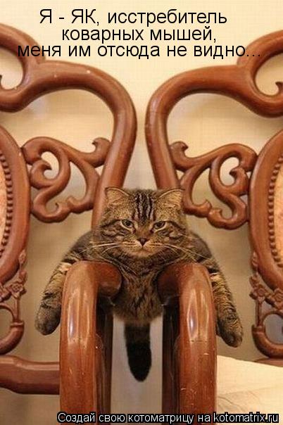 Котоматрица: Я - ЯК, исстребитель  коварных мышей, меня им отсюда не видно...