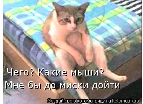 Котоматрица: Чего? Какие мыши? Мне бы до миски дойти