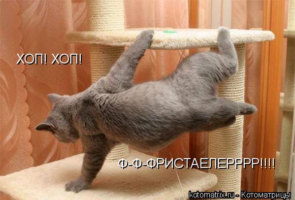 Котоматрица: ХОП! ХОП! Ф-Ф-ФРИСТАЕЛЕРРРР!!!!