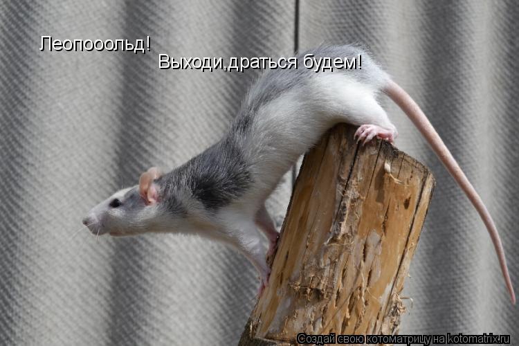 Котоматрица: Леопооольд! Выходи,драться будем!