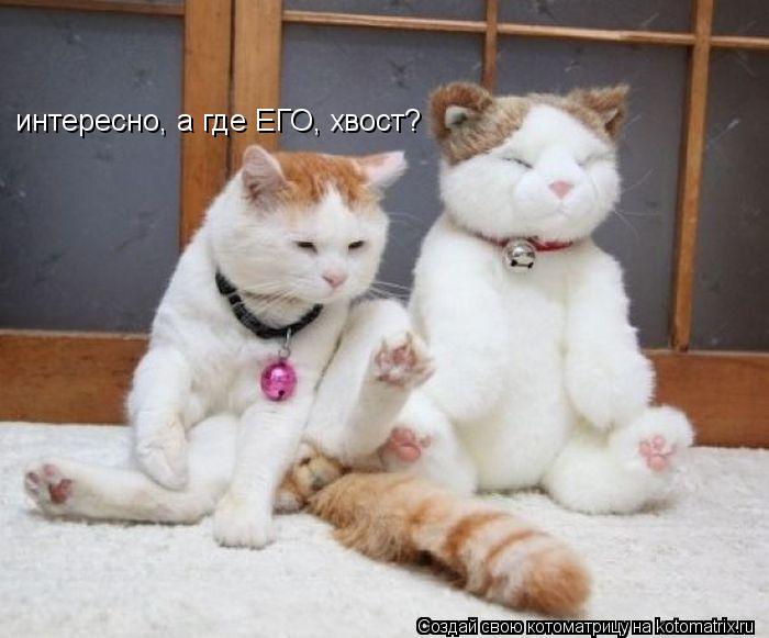 Котоматрица: интересно, а где ЕГО, хвост?