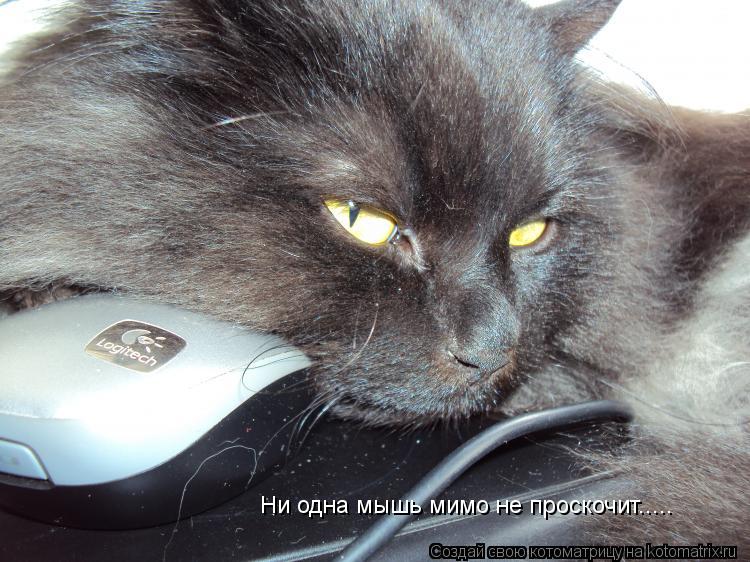 Котоматрица: Ни одна мышь мимо не проскочит.....