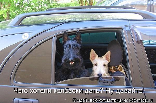 Котоматрица: Чего хотели колбаски дать? Ну давайте