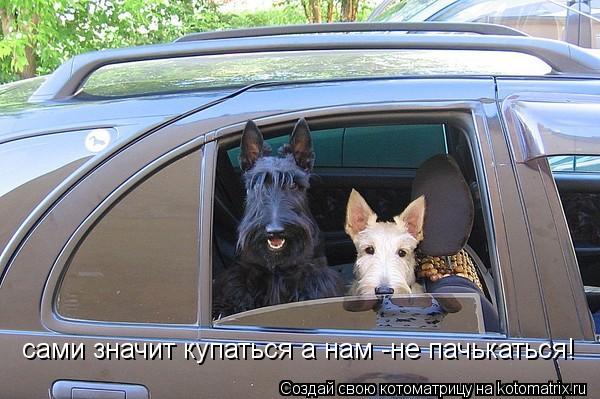 Котоматрица: сами значит купаться а нам -не пачькаться!