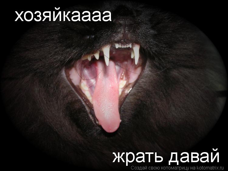 Котоматрица: хозяйкаааа жрать давай