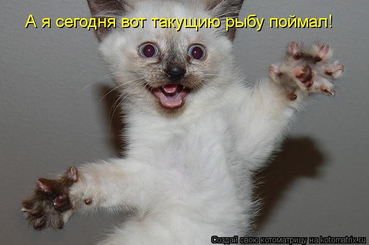Котоматрица: А я сегодня вот такущию рыбу поймал!