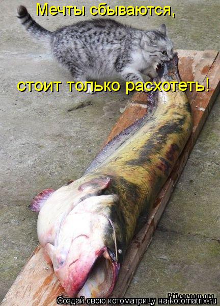 Котоматрица: Мечты сбываются, стоит только расхотеть!