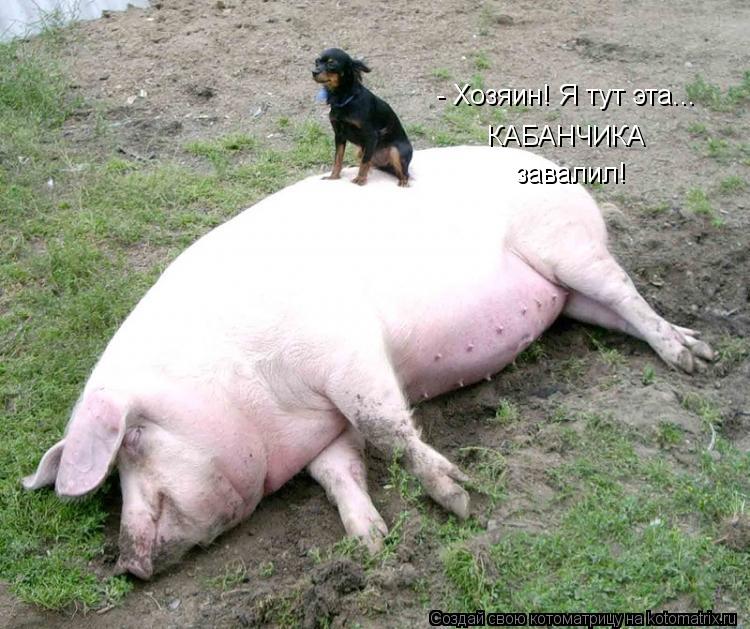 Котоматрица: - Хозяин! Я тут эта... КАБАНЧИКА завалил!