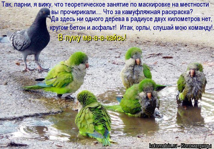 Котоматрица: Так, парни, я вижу, что теоретическое занятие по маскировке на местности вы прочирикали.... Что за камуфляжная раскраска?  Да здесь ни одного 