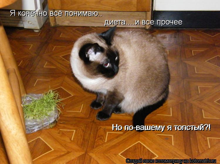 Котоматрица: Я конечно всё понимаю.. диета....и все прочее Но по-вашему я толстый?! Но по-вашему я толстый?!