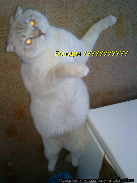 Котоматрица: Бородач УУУУУУУУУУУ