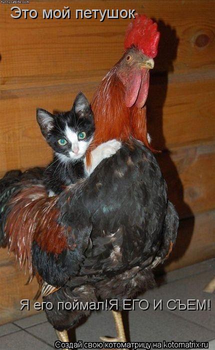 Котоматрица: Это мой петушок Я его поймал!Я ЕГО И СЪЕМ!