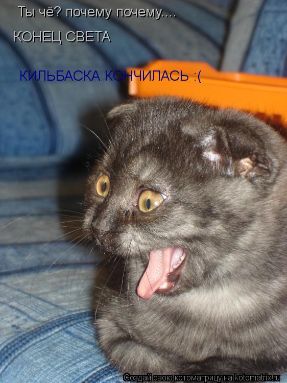 Котоматрица: Ты чё? почему почему.... КОНЕЦ СВЕТА  КИЛЬБАСКА КОНЧИЛАСЬ :(