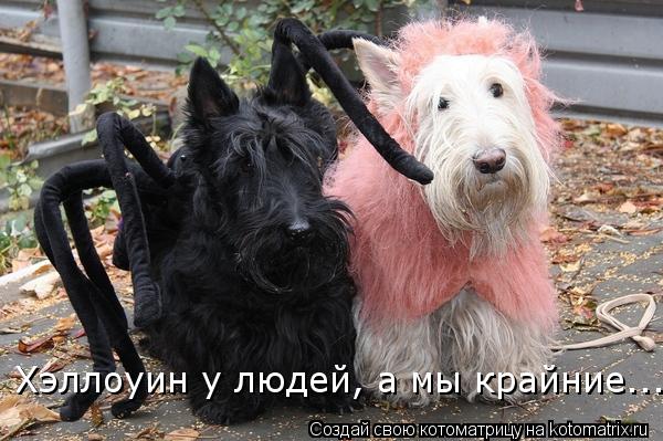 Котоматрица: Хэллоуин у людей, а мы крайние...