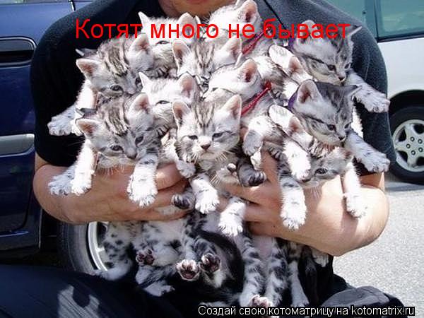 Котоматрица: Котят много не бывает