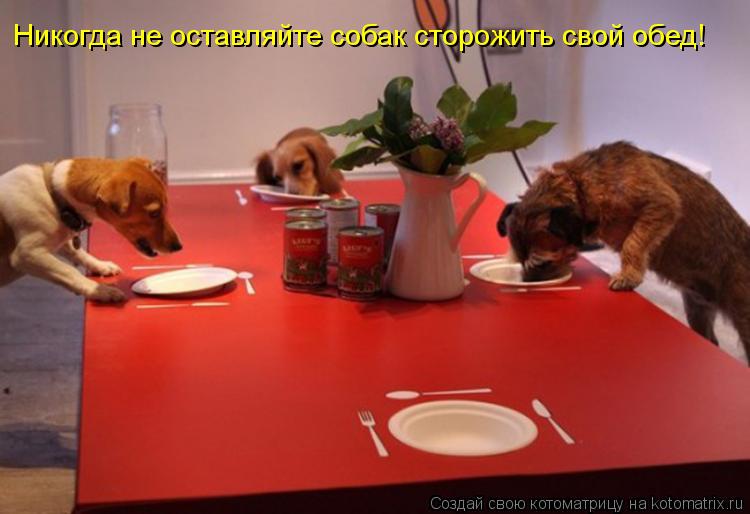 Котоматрица: Никогда не оставляйте собак сторожить свой обед!