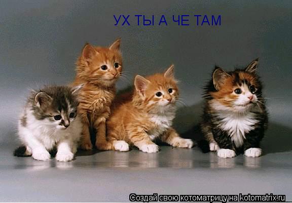 Котоматрица: УХ ТЫ А ЧЕ ТАМ