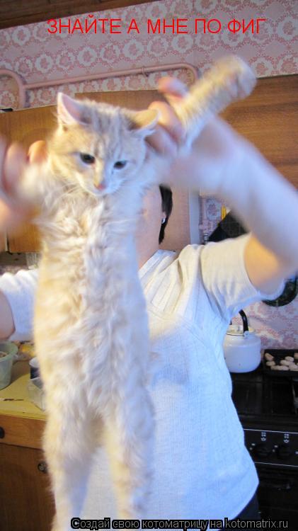 Котоматрица: ЗНАЙТЕ А МНЕ ПО ФИГ