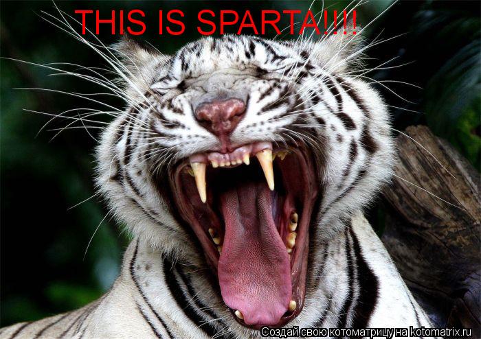 Котоматрица: THIS IS SPARTA!!!!
