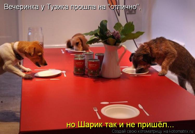 Котоматрица: Вечеринка у Тузика прошла на "отлично", но Шарик так и не пришёл...