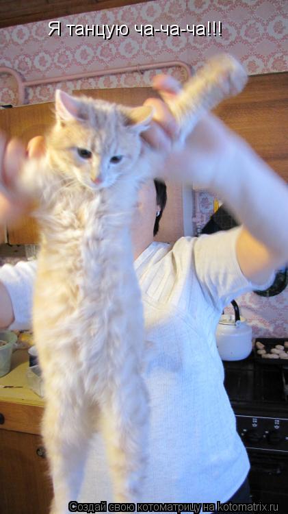 Котоматрица: Я танцую ча-ча-ча!!!