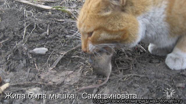 Котоматрица: Жила была мышка...Сама виновата.....