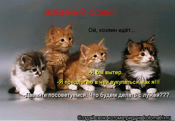 Котоматрица: -Давайте посоветуемся. Что будем делать с лужей??? -Я предлогаю в ней вукупаться, как я!!! -Я бы вытер... Ой, хозяин идёт... ВОЕННЫЙ СОВЕТ