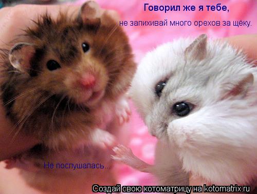 Котоматрица: Говорил же я тебе, Не послушалась... не запихивай много орехов за щёку.