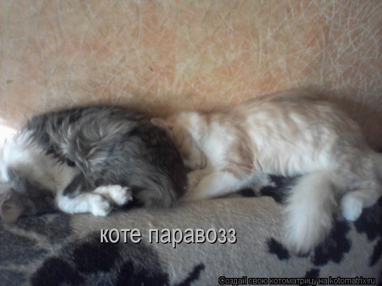 Котоматрица: коте паравозз