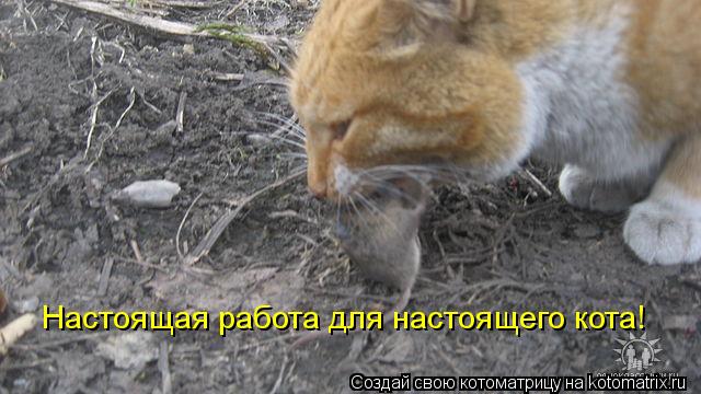 Котоматрица: Настоящая работа для настоящего кота!