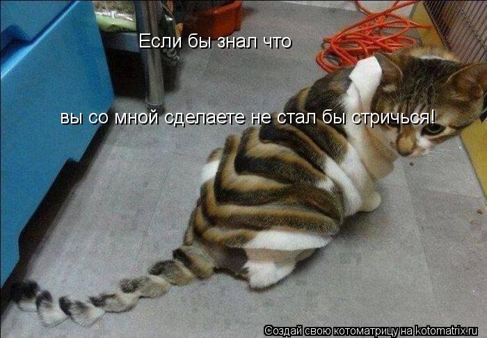 Котоматрица: Если бы знал что  вы со мной сделаете не стал бы стричься!