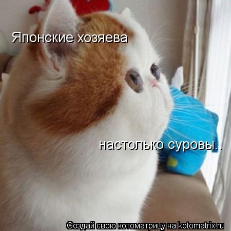 Котоматрица: Японские хозяева  настолько суровы..