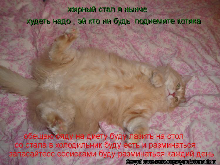 Котоматрица: жирный стал я нынче  худеть надо , эй кто ни будь  поднемите котика обещаю сяду на диету буду лазить на стол со стала в холодильник буду есть 